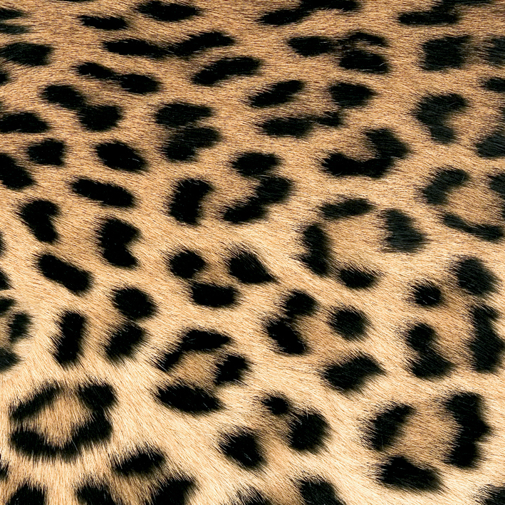 Leopard Couture 33x33 cm