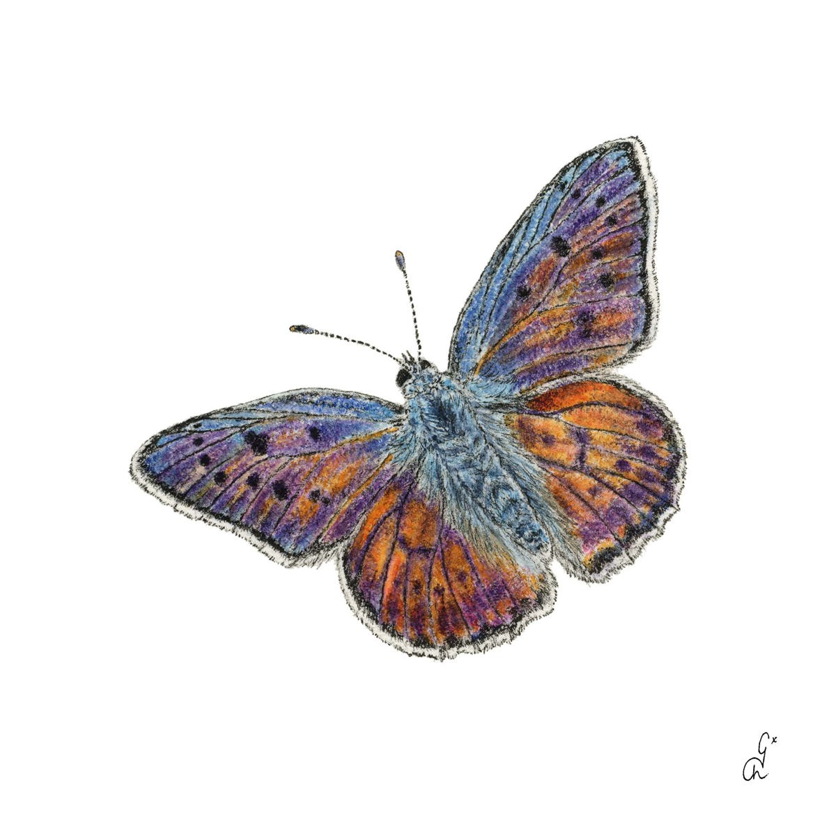 Papillon Napkin 33x33