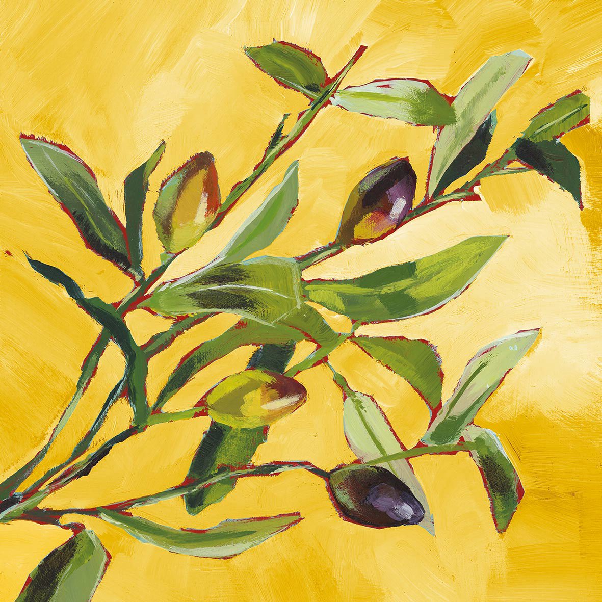 Olive Musée 25x25 cm