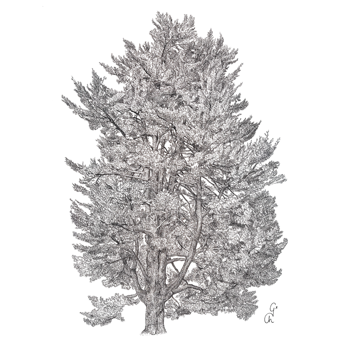 Cedar Napkin 33x33