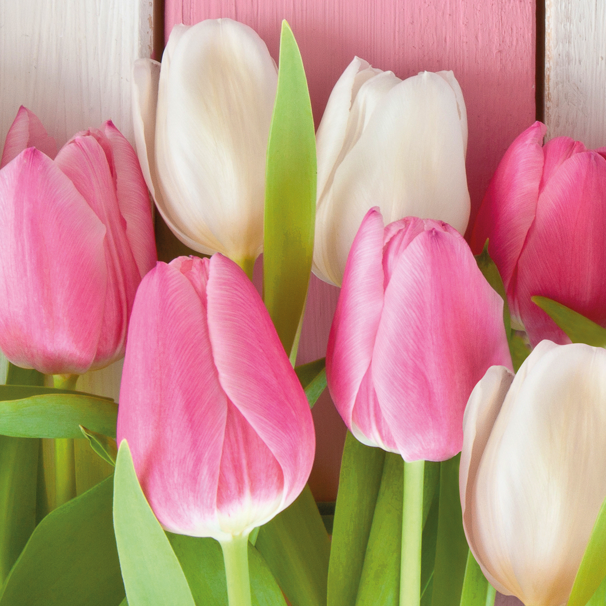 White & Pink Tulips 33x33 cm